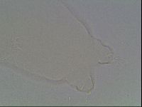 Hypsibius pallidus image