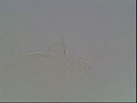 Hypsibius pallidus image