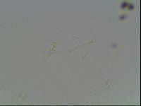Hypsibius pallidus image
