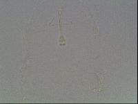 Hypsibius pallidus image