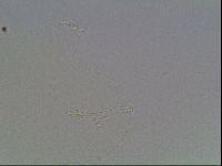 Hypsibius pallidus image