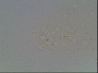 Hypsibius pallidus image