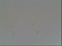 Hypsibius pallidus image