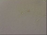 Hypsibius pallidus image