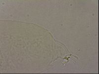 Hypsibius pallidus image