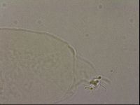Hypsibius pallidus image