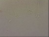 Hypsibius pallidus image