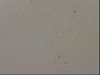 Hypsibius pallidus image