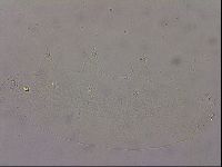 Hypsibius pallidus image