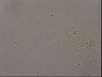 Hypsibius pallidus image