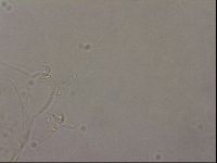 Hypsibius pallidus image