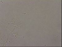 Hypsibius pallidus image