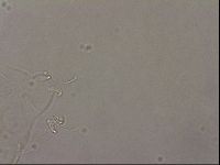 Hypsibius pallidus image