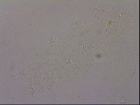 Hypsibius pallidus image
