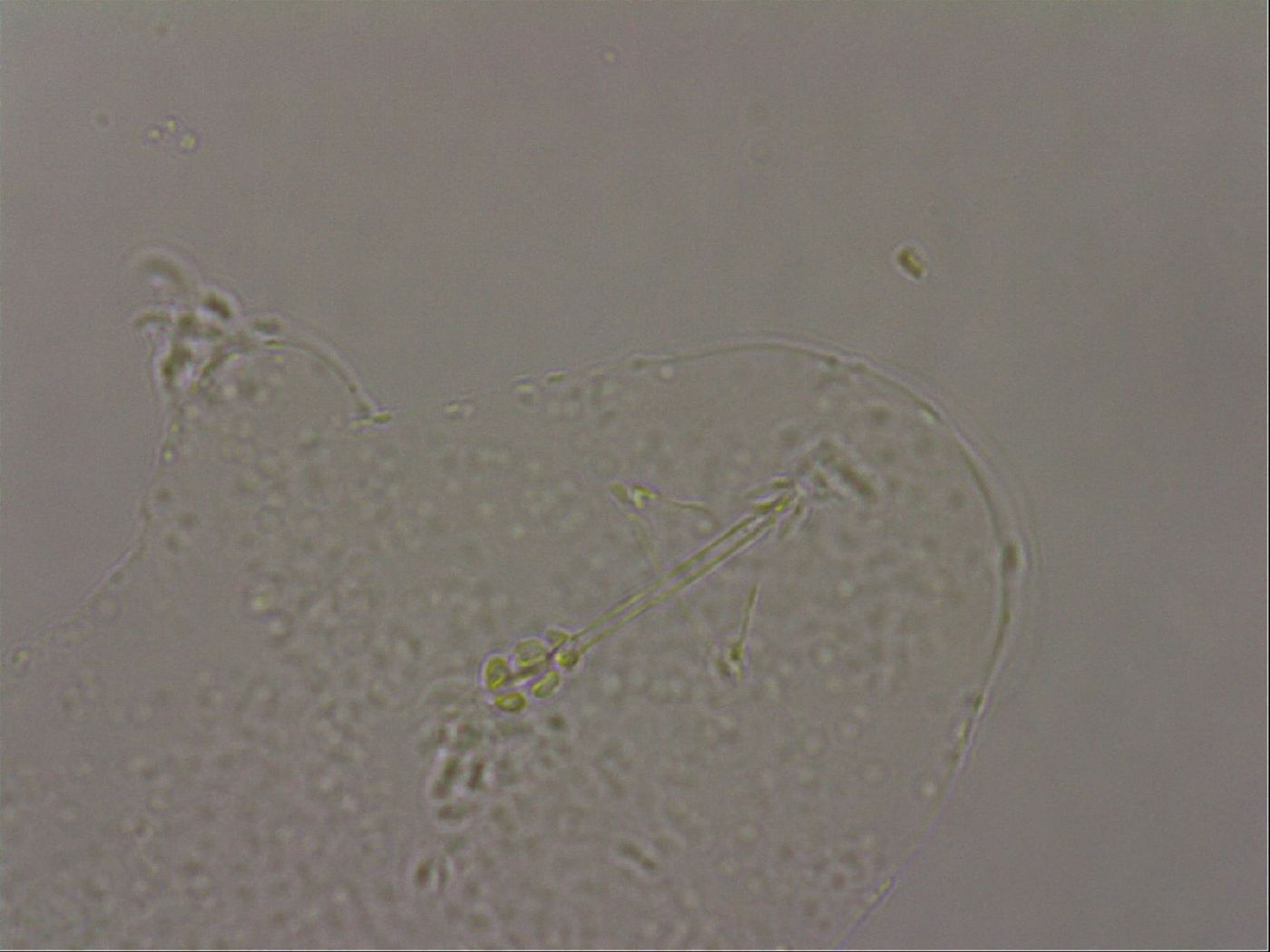 Hypsibius pallidus image