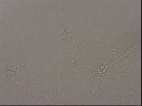 Hypsibius pallidus image