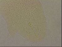 Hypsibius pallidus image