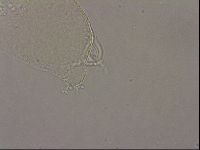 Hypsibius pallidus image