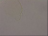 Hypsibius pallidus image