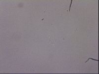 Hypsibius pallidus image