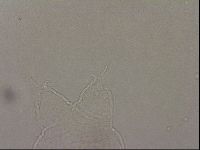 Hypsibius pallidus image
