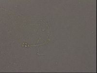 Hypsibius pallidus image