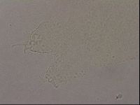 Hypsibius pallidus image