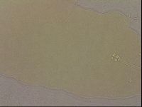 Media resource of Hypsibius pallidus