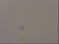 Hypsibius pallidus image