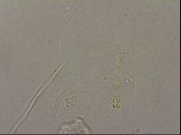 Hypsibius pallidus image