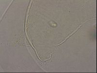 Hypsibius pallidus image