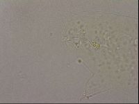 Hypsibius pallidus image
