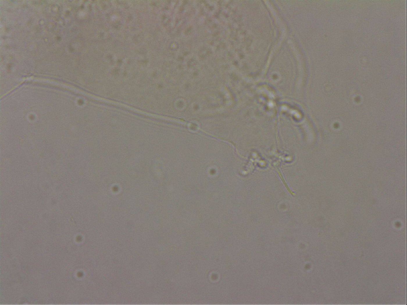 Hypsibius pallidus image