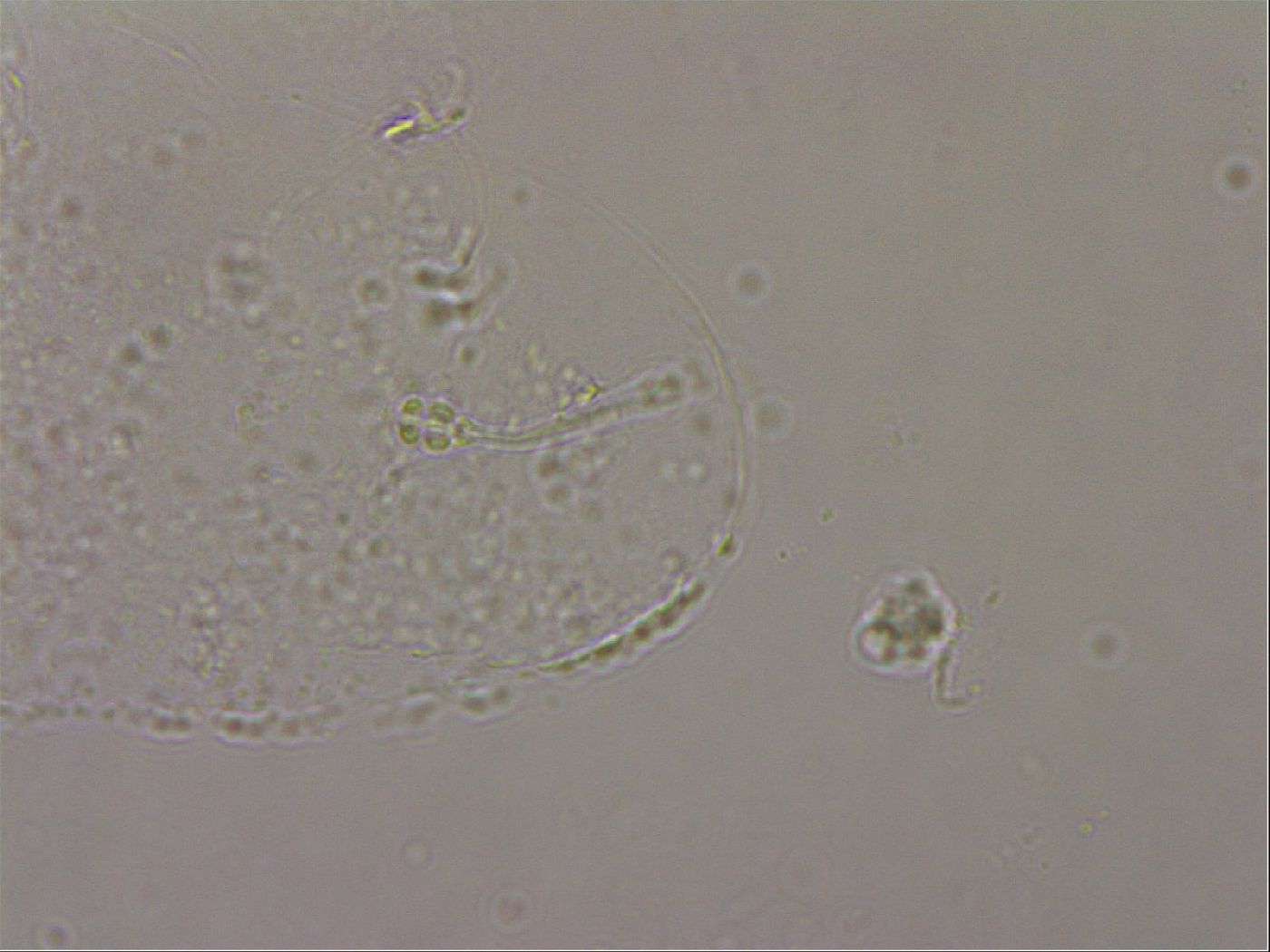 Hypsibius pallidus image