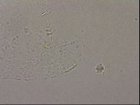 Hypsibius pallidus image