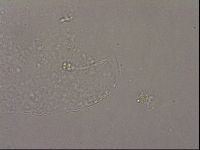 Hypsibius pallidus image