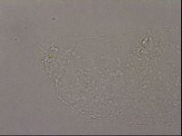 Hypsibius pallidus image