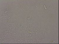 Hypsibius pallidus image