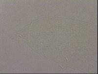 Hypsibius pallidus image