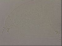 Hypsibius pallidus image