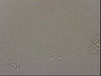 Hypsibius pallidus image