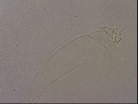 Hypsibius pallidus image
