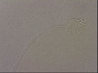 Hypsibius pallidus image