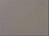 Hypsibius pallidus image