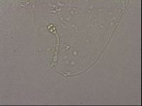 Hypsibius pallidus image