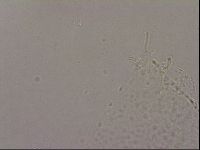 Hypsibius pallidus image