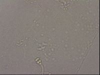 Hypsibius pallidus image