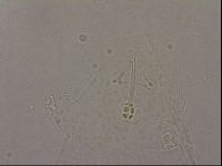 Hypsibius pallidus image