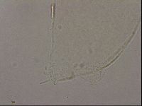 Hypsibius pallidus image