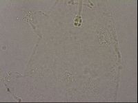 Hypsibius pallidus image
